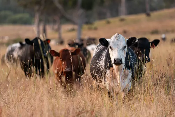 Bir tarladaki inekler, sığır eti ile güzel bir manzaraya sahip bir çiftlikte ot yiyorlar.