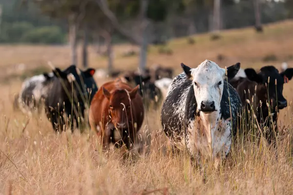 Angus, wagyu ve Murray sığır boğaları ve inekler, Avustralya 'da bir tepede otlanıyorlar..