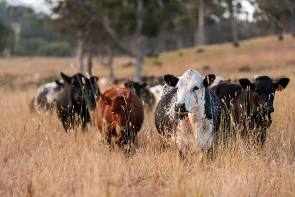 Aygır çiftliğinin yakınında Avustralya 'da bir tarlada otlayan inekler ve buzağılar yetişti. Sürü cinsleri arasında benek parkı, murray grisi, angus ve wagyu uzun otlaklardır. 