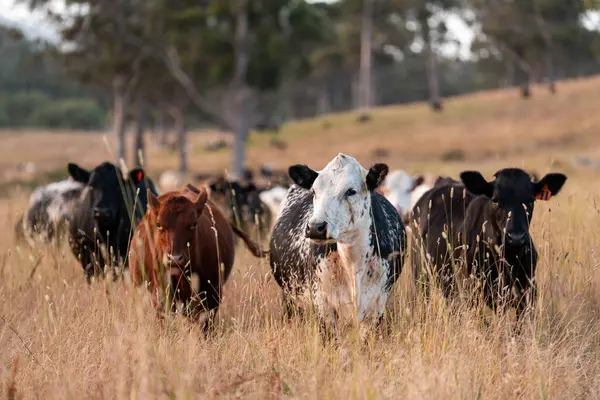 Angus, wagyu ve Murray sığır boğaları ve inekler, Avustralya 'da bir tepede otlanıyorlar..