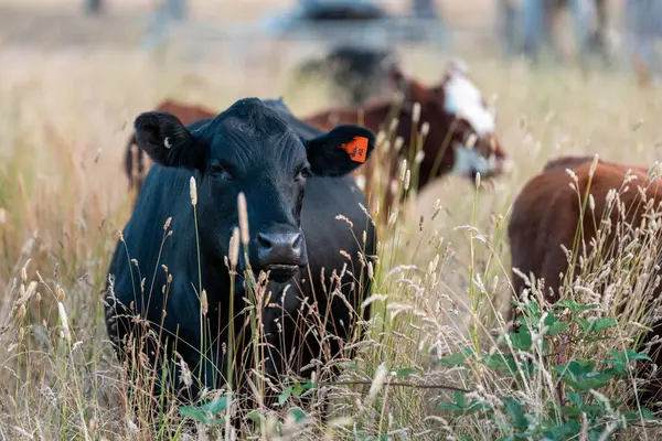 Bir tarladaki inekler, sığır eti ile güzel bir manzaraya sahip bir çiftlikte ot yiyorlar.