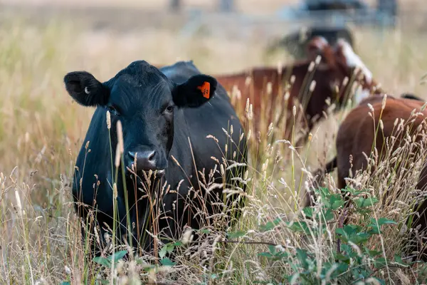 Angus, wagyu ve Murray sığır boğaları ve inekler, Avustralya 'da bir tepede otlanıyorlar..