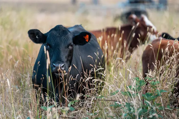 Beef Angus ve Wagyu inekleri kurak bir yazda bir tarlada otluyorlar. Çiftlikteki bir inek sürüsü tarım alanında rejeneratif tarım yapıyor. Akşam karanlığında sığırlarla dolu şişman sığırlar.