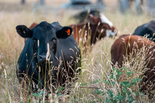 Aygır çiftliğinin yakınında Avustralya 'da bir tarlada otlayan inekler ve buzağılar yetişti. Sürü cinsleri arasında benek parkı, murray grisi, angus ve wagyu uzun otlaklardır. 