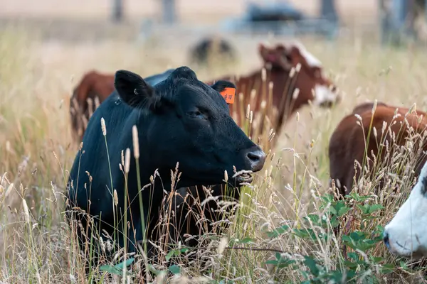 Beef Angus ve Wagyu inekleri kurak bir yazda bir tarlada otluyorlar. Çiftlikteki bir inek sürüsü tarım alanında rejeneratif tarım yapıyor. Akşam karanlığında sığırlarla dolu şişman sığırlar.