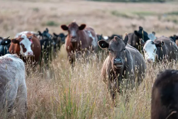Angus, wagyu ve Murray sığır boğaları ve inekler, Avustralya 'da bir tepede otlanıyorlar..