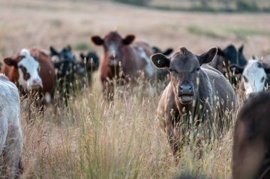 Angus, wagyu ve Murray sığır boğaları ve inekler, Avustralya 'da bir tepede otlanıyorlar..