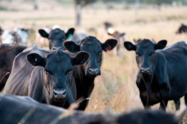Aygır çiftliğinin yakınında Avustralya 'da bir tarlada otlayan inekler ve buzağılar yetişti. Sürü cinsleri arasında benek parkı, murray grisi, angus ve wagyu uzun otlaklardır. 