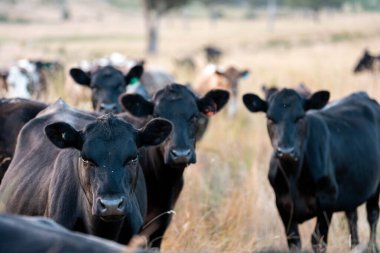 Beef Angus ve Wagyu inekleri kurak bir yazda bir tarlada otluyorlar. Çiftlikteki bir inek sürüsü tarım alanında rejeneratif tarım yapıyor. Akşam karanlığında sığırlarla dolu şişman sığırlar.