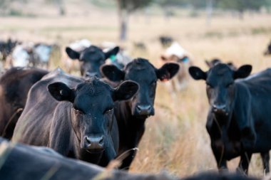 Bir tarladaki inekler, sığır eti ile güzel bir manzaraya sahip bir çiftlikte ot yiyorlar.