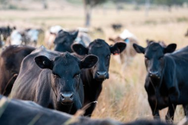 Angus, wagyu ve Murray sığır boğaları ve inekler, Avustralya 'da bir tepede otlanıyorlar..
