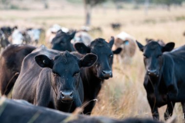 Beef Angus ve Wagyu inekleri kurak bir yazda bir tarlada otluyorlar. Çiftlikteki bir inek sürüsü tarım alanında rejeneratif tarım yapıyor. Akşam karanlığında sığırlarla dolu şişman sığırlar.