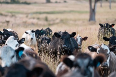 Angus, wagyu ve Murray sığır boğaları ve inekler, Avustralya 'da bir tepede otlanıyorlar..