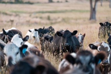 Bir tarladaki inekler, sığır eti ile güzel bir manzaraya sahip bir çiftlikte ot yiyorlar.