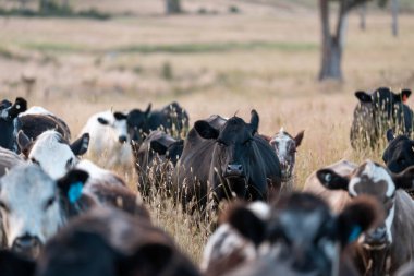 Aygır çiftliğinin yakınında Avustralya 'da bir tarlada otlayan inekler ve buzağılar yetişti. Sürü cinsleri arasında benek parkı, murray grisi, angus ve wagyu uzun otlaklardır. 