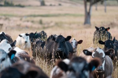 Beef Angus ve Wagyu inekleri kurak bir yazda bir tarlada otluyorlar. Çiftlikteki bir inek sürüsü tarım alanında rejeneratif tarım yapıyor. Akşam karanlığında sığırlarla dolu şişman sığırlar.