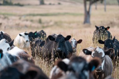 Aygır çiftliğinin yakınında Avustralya 'da bir tarlada otlayan inekler ve buzağılar yetişti. Sürü cinsleri arasında benek parkı, murray grisi, angus ve wagyu uzun otlaklardır. 