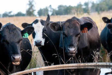 Angus, wagyu ve Murray sığır boğaları ve inekler, Avustralya 'da bir tepede otlanıyorlar..