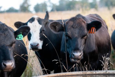 Aygır çiftliğinin yakınında Avustralya 'da bir tarlada otlayan inekler ve buzağılar yetişti. Sürü cinsleri arasında benek parkı, murray grisi, angus ve wagyu uzun otlaklardır. 