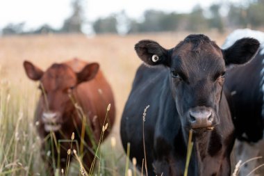 Angus, wagyu ve Murray sığır boğaları ve inekler, Avustralya 'da bir tepede otlanıyorlar..
