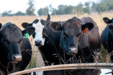 Angus yuvarlak bir yalaktan su içen ineği sakinleştirir. Avustralya 'da sığır çiftliğindeki bir tarlada çiftlik hayvanları için su yalağı. 