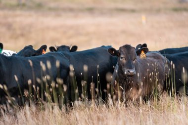 Aygır çiftliğinin yakınında Avustralya 'da bir tarlada otlayan inekler ve buzağılar yetişti. Sürü cinsleri arasında benek parkı, murray grisi, angus ve wagyu uzun otlaklardır. 