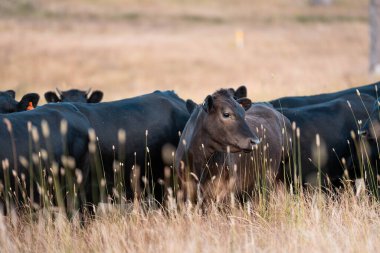 Bir tarladaki inekler, sığır eti ile güzel bir manzaraya sahip bir çiftlikte ot yiyorlar.