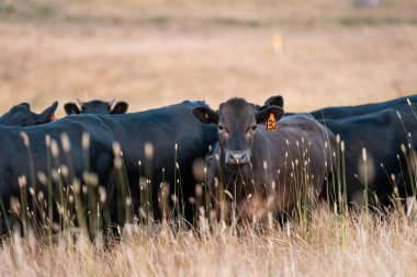 Beef Angus ve Wagyu inekleri kurak bir yazda bir tarlada otluyorlar. Çiftlikteki bir inek sürüsü tarım alanında rejeneratif tarım yapıyor. Akşam karanlığında sığırlarla dolu şişman sığırlar.