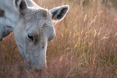 Aygır çiftliğinin yakınında Avustralya 'da bir tarlada otlayan inekler ve buzağılar yetişti. Sürü cinsleri arasında benek parkı, murray grisi, angus ve wagyu uzun otlaklardır. 