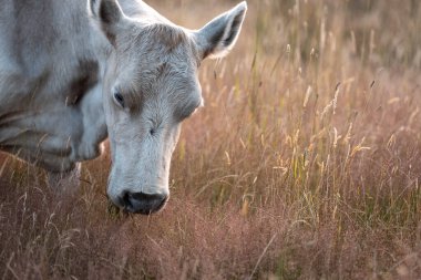 Aygır çiftliğinin yakınında Avustralya 'da bir tarlada otlayan inekler ve buzağılar yetişti. Sürü cinsleri arasında benek parkı, murray grisi, angus ve wagyu uzun otlaklardır. 