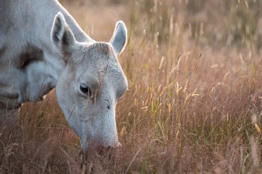 Aygır çiftliğinin yakınında Avustralya 'da bir tarlada otlayan inekler ve buzağılar yetişti. Sürü cinsleri arasında benek parkı, murray grisi, angus ve wagyu uzun otlaklardır. 