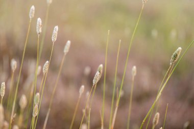 Yenilenebilir tarım çiftliğinde büyüyen çayırlar ve otlar. yerel bitkiler karbon depoluyor 