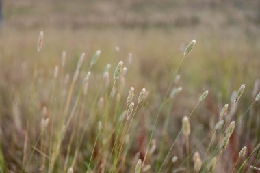 Yenilenebilir tarım çiftliğinde büyüyen çayırlar ve otlar. yerel bitkiler karbon depoluyor 