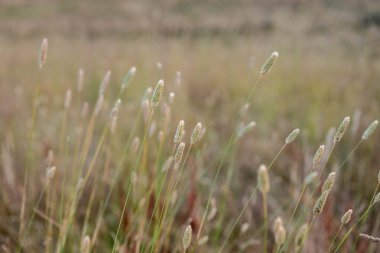 Yenilenebilir tarım çiftliğinde büyüyen çayırlar ve otlar. yerel bitkiler karbon depoluyor 