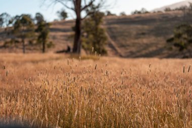 Yenilenebilir tarım çiftliğinde büyüyen çayırlar ve otlar. yerel bitkiler karbon depoluyor 