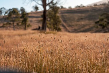 Yenilenebilir tarım çiftliğinde büyüyen çayırlar ve otlar. yerel bitkiler karbon depoluyor 