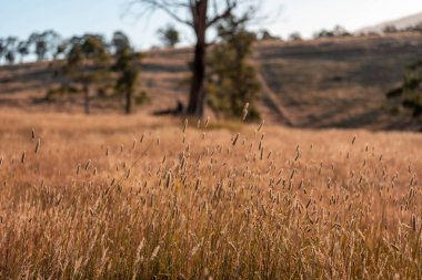 Yenilenebilir tarım çiftliğinde büyüyen çayırlar ve otlar. yerel bitkiler karbon depoluyor 