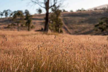 Yenilenebilir tarım çiftliğinde büyüyen çayırlar ve otlar. yerel bitkiler karbon depoluyor 