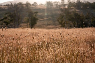 Yenilenebilir tarım çiftliğinde büyüyen çayırlar ve otlar. yerel bitkiler karbon depoluyor 