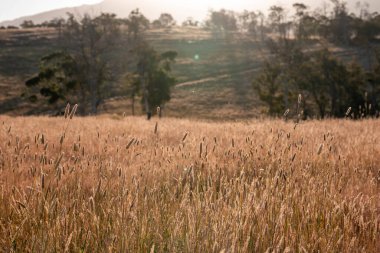 Yenilenebilir tarım çiftliğinde büyüyen çayırlar ve otlar. yerel bitkiler karbon depoluyor 