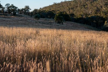 Yenilenebilir tarım çiftliğinde büyüyen çayırlar ve otlar. yerel bitkiler karbon depoluyor 