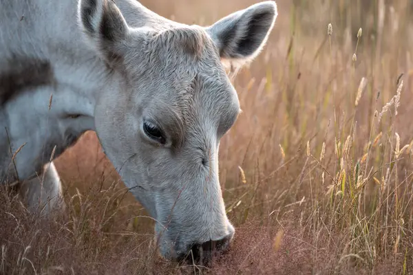 Angus, wagyu ve Murray sığır boğaları ve inekler, Avustralya 'da bir tepede otlanıyorlar..
