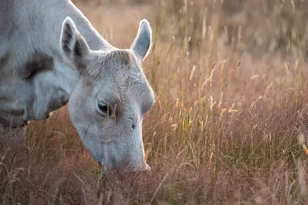 Beef Angus ve Wagyu inekleri kurak bir yazda bir tarlada otluyorlar. Çiftlikteki bir inek sürüsü tarım alanında rejeneratif tarım yapıyor. Akşam karanlığında sığırlarla dolu şişman sığırlar.
