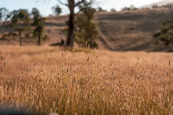 Yazın bir tarlada yenilenebilir organik çiçeklerin otlağı ve otlağı. 