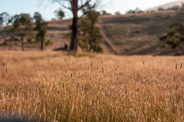 Yenilenebilir tarım çiftliğinde büyüyen çayırlar ve otlar. yerel bitkiler karbon depoluyor 