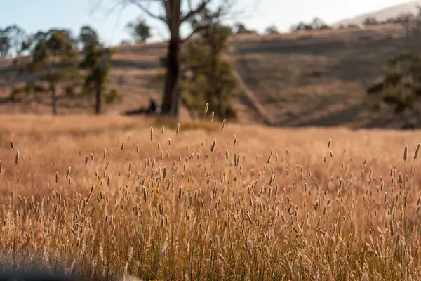 Yazın bir tarlada yenilenebilir organik çiçeklerin otlağı ve otlağı. 
