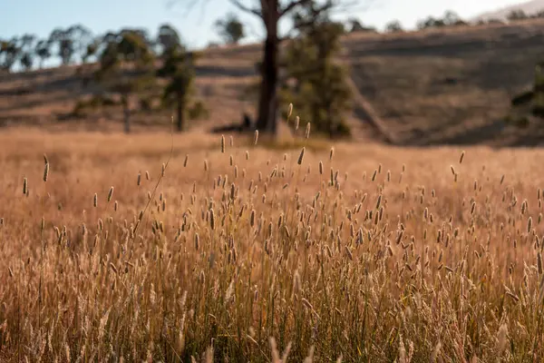 Yazın bir tarlada yenilenebilir organik çiçeklerin otlağı ve otlağı. 