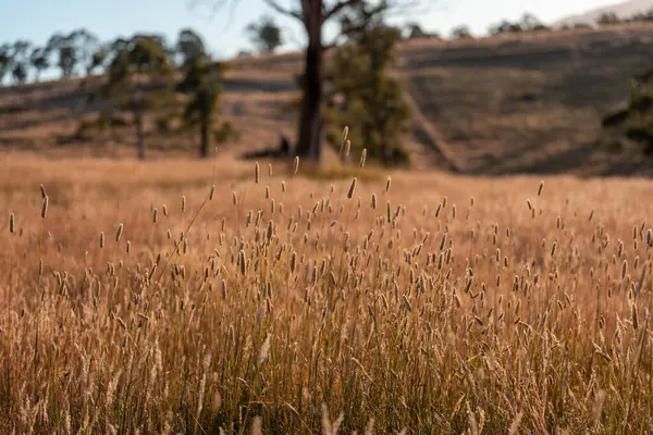 Yenilenebilir tarım çiftliğinde büyüyen çayırlar ve otlar. yerel bitkiler karbon depoluyor 