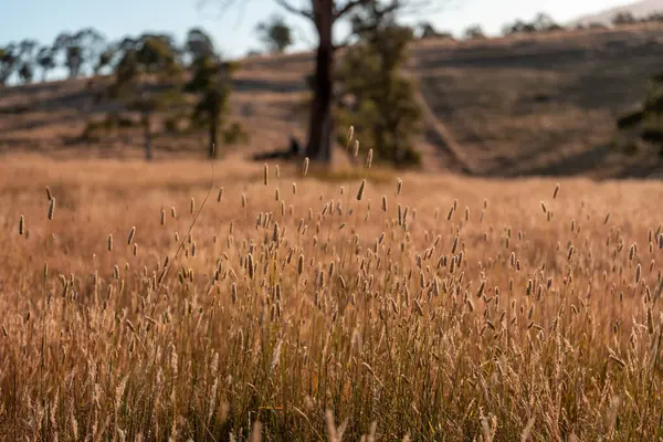 Yazın bir tarlada yenilenebilir organik çiçeklerin otlağı ve otlağı. 
