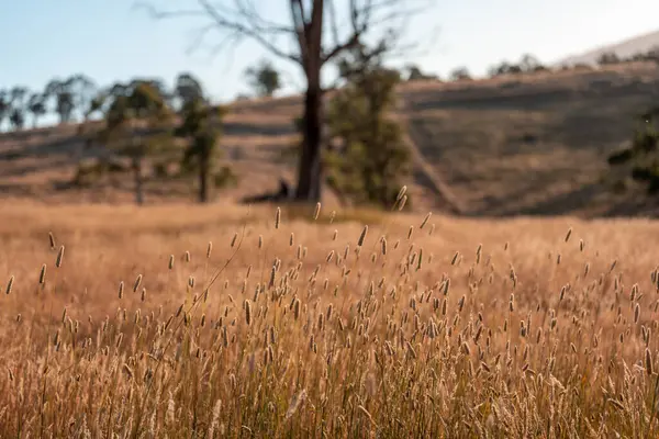 Yazın bir tarlada yenilenebilir organik çiçeklerin otlağı ve otlağı. 